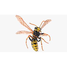 Wasp Attacking Pose 3D model